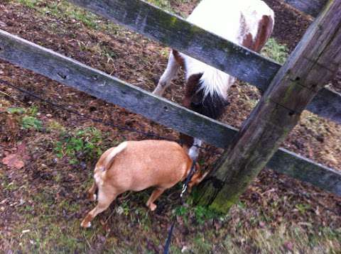 Lynden Animal Clinic